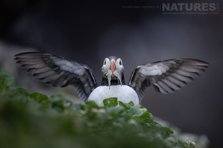 Puffins Of Iceland