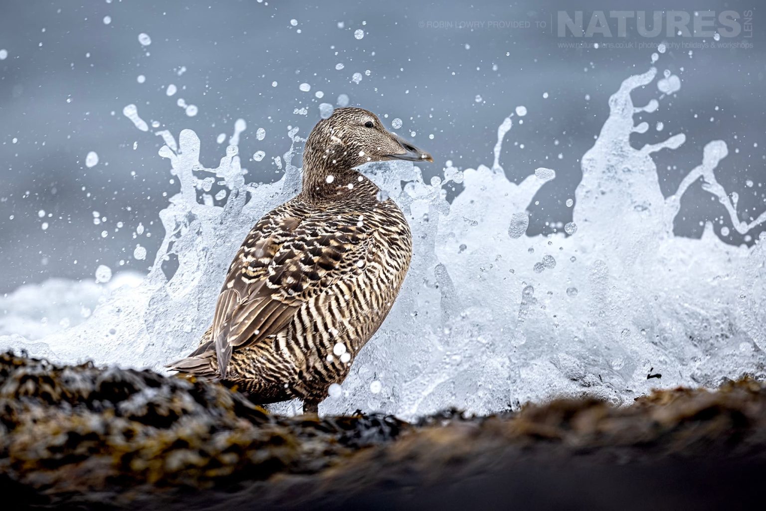 Photograph The Puffins Of Grimsey Island With Natureslens In 2025 08