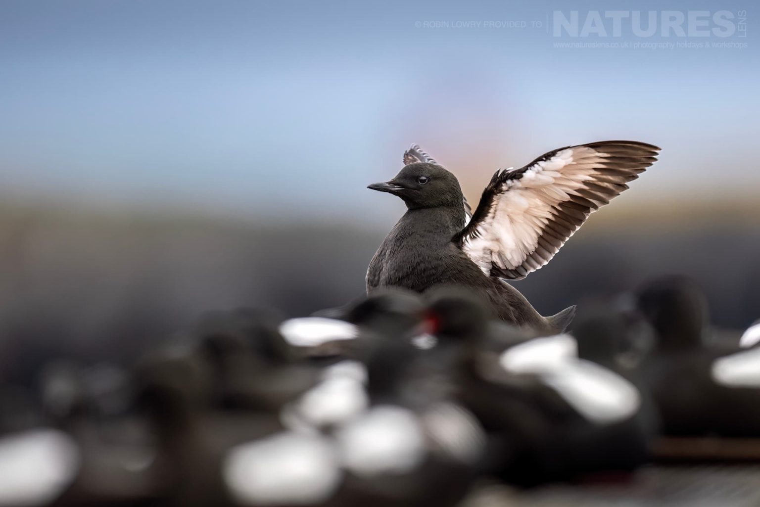 Photograph The Puffins Of Grimsey Island With Natureslens In 2025 09