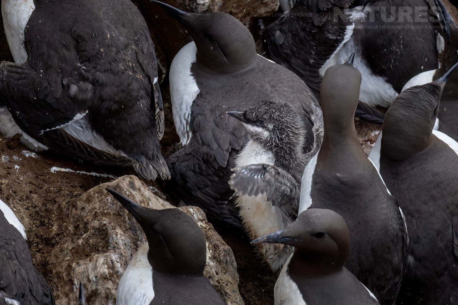 Photograph The Puffins Of Grimsey Island With Natureslens In 2025 10