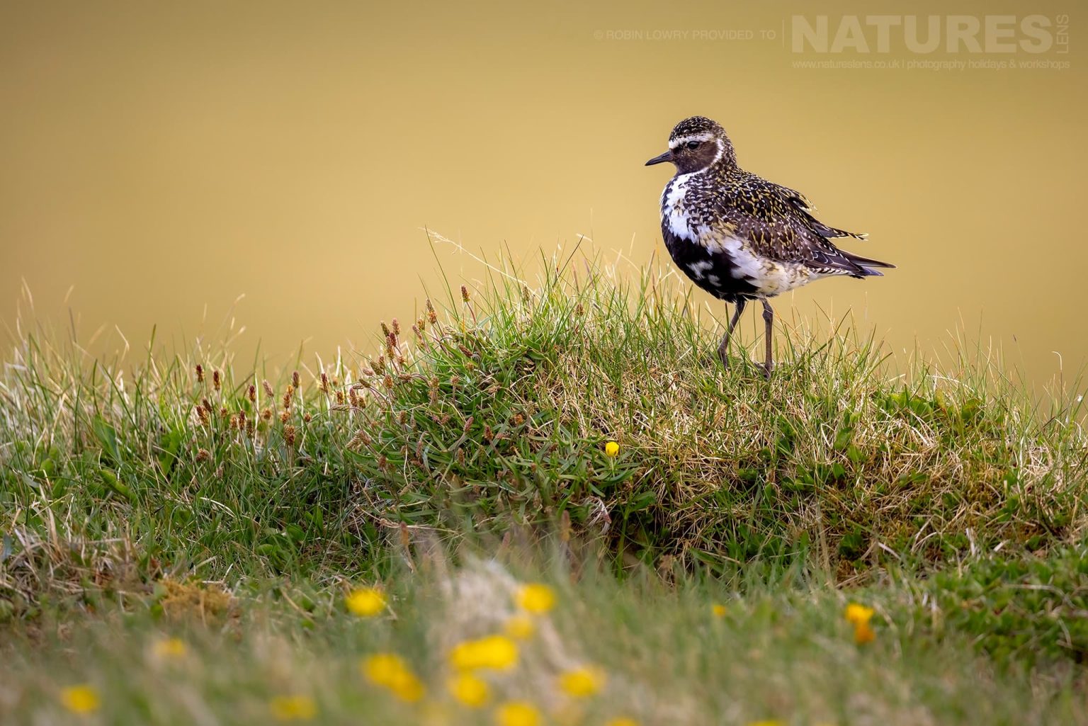 Photograph The Puffins Of Grimsey Island With Natureslens In 2025 11