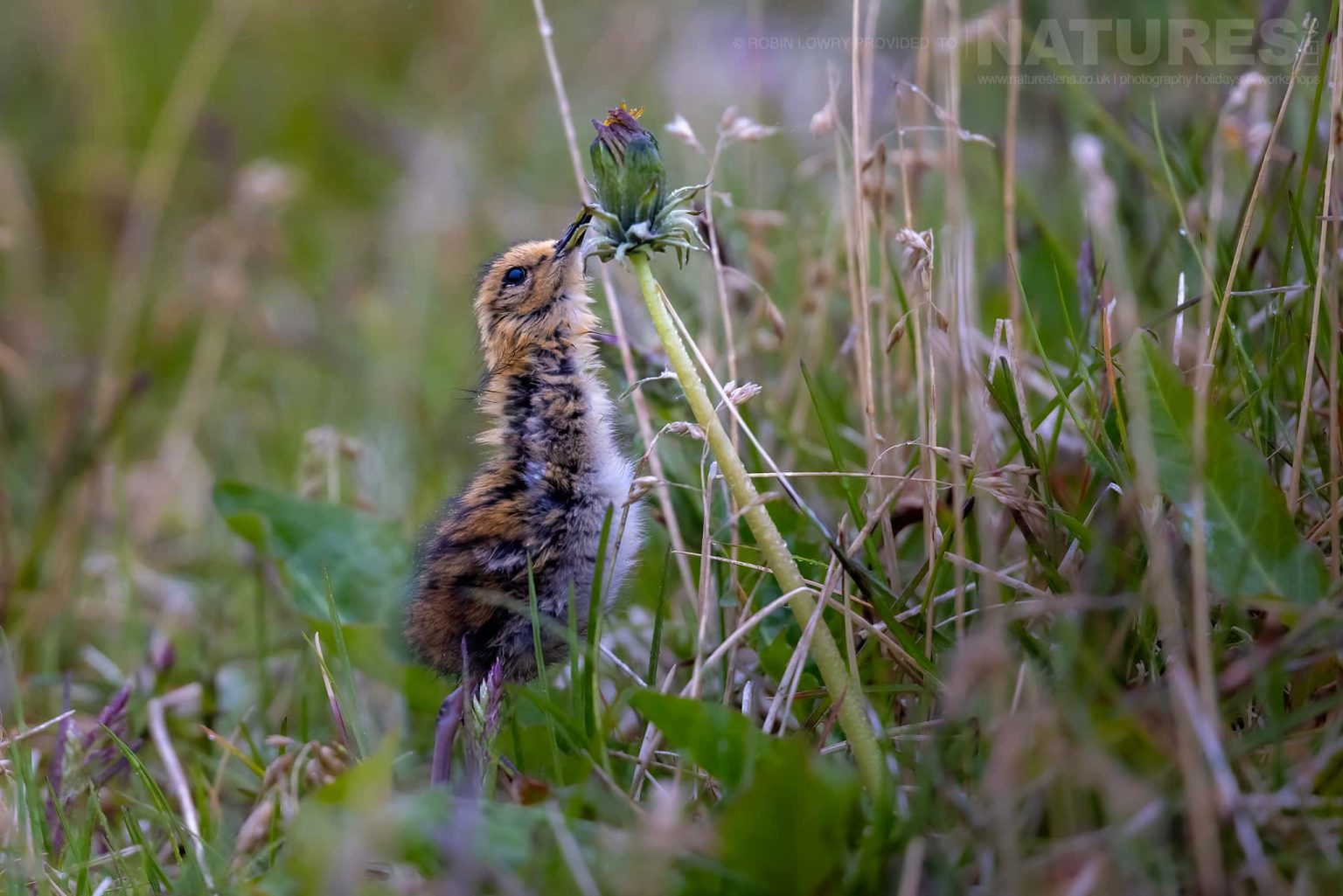 Photograph The Puffins Of Grimsey Island With Natureslens In 2025 12
