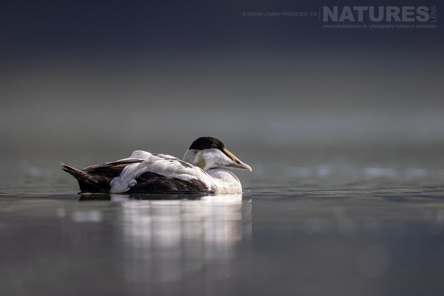 Photograph The Puffins Of Grimsey Island With Natureslens In 2025 13