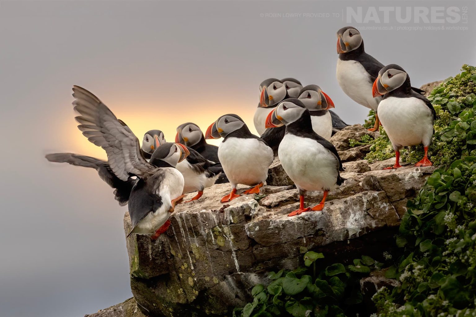 Photograph The Puffins Of Grimsey Island With Natureslens In 2025 14