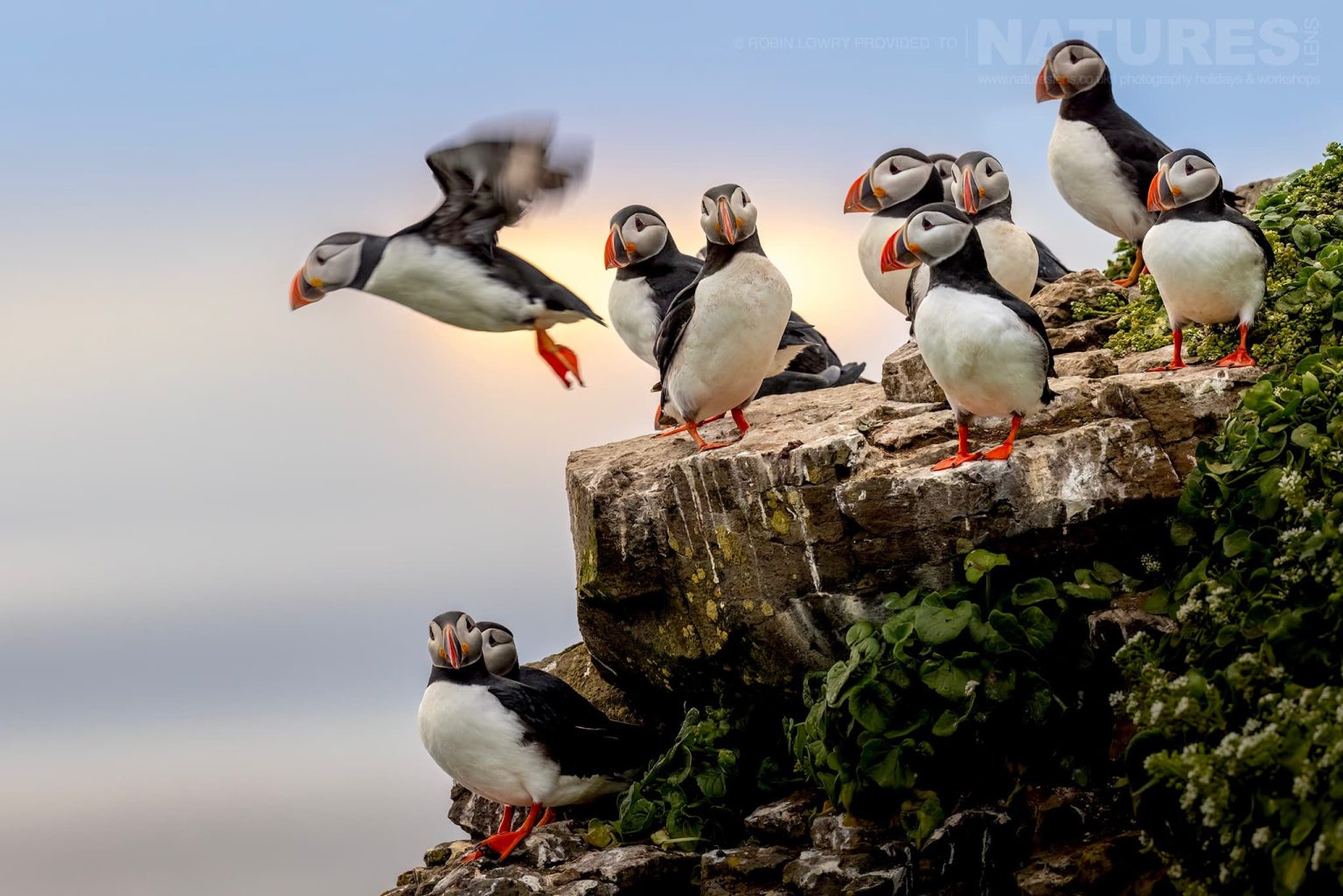 A Puffin Takes Flight From One Of The Headlands Of Grímsey Island