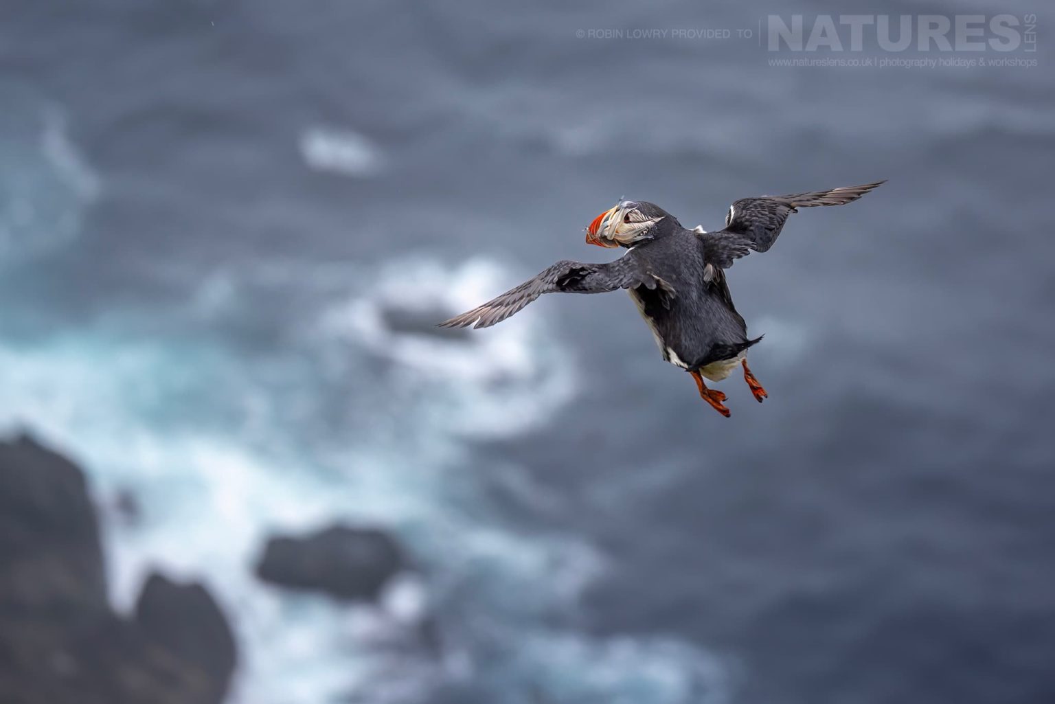 Photograph The Puffins Of Grimsey Island With Natureslens In 2025 16