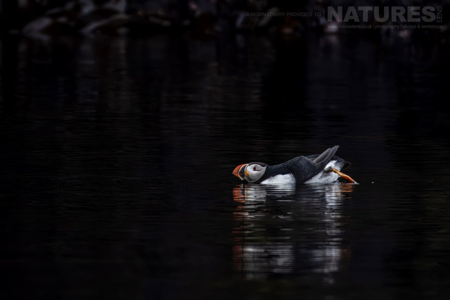 A Puffin swimming in the water under the black cliffs of Grímsey Island