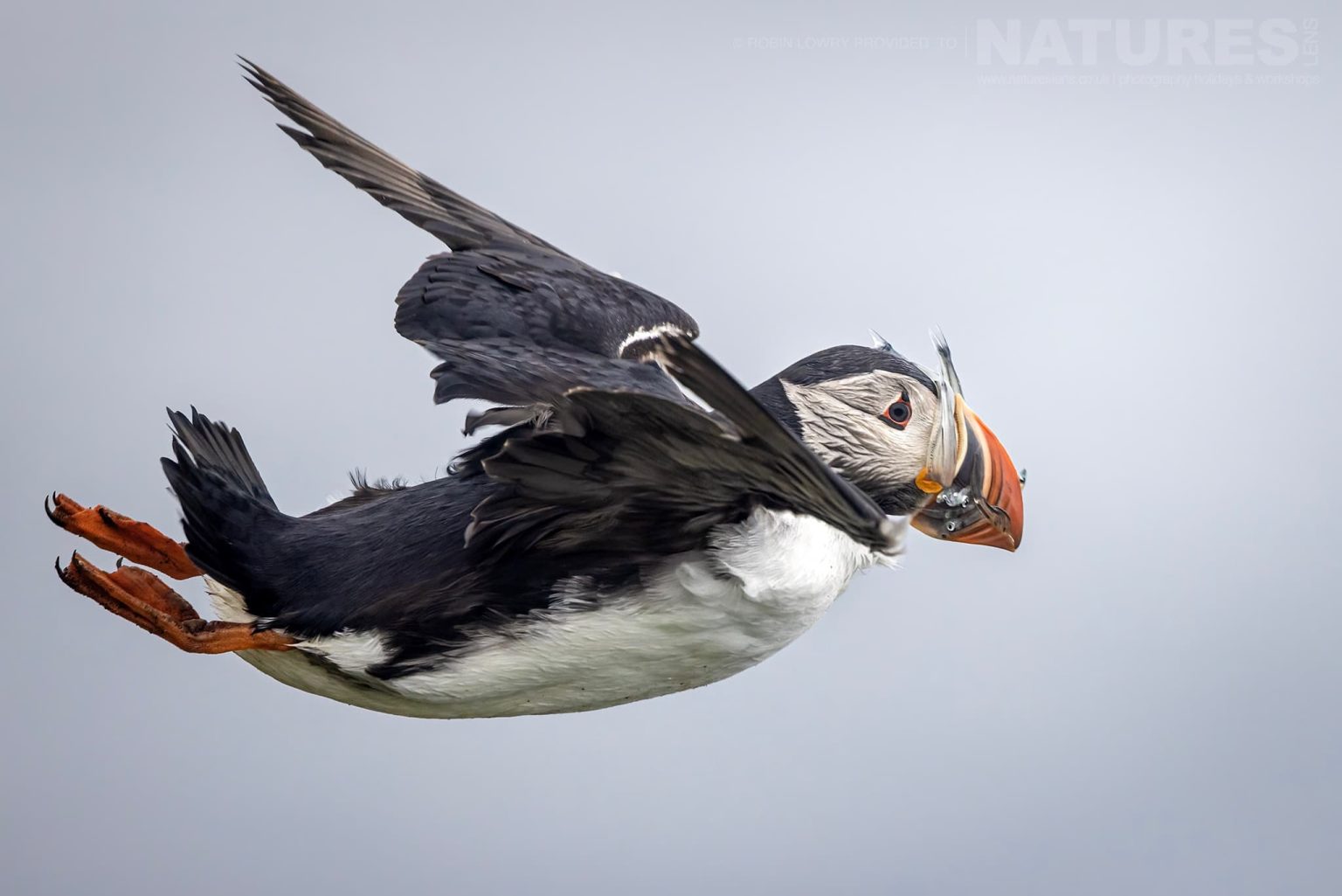 Photograph The Puffins Of Grimsey Island With Natureslens In 2025 18