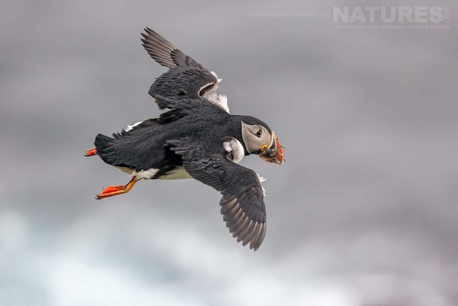 Photograph The Puffins Of Grimsey Island With Natureslens In 2025 19