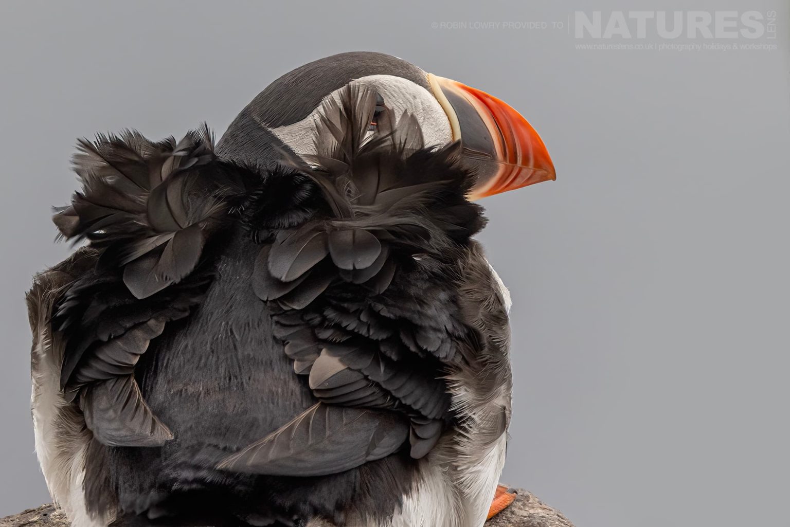 Photograph The Puffins Of Grimsey Island With Natureslens In 2025 20