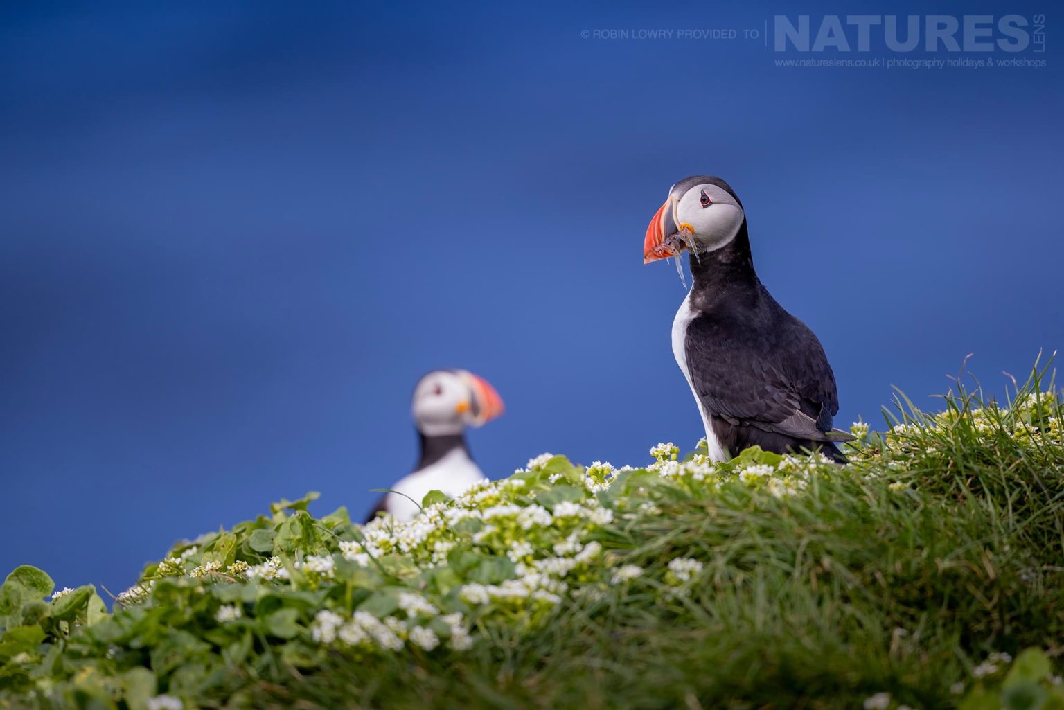 Photograph The Puffins Of Grimsey Island With Natureslens In 2025 21