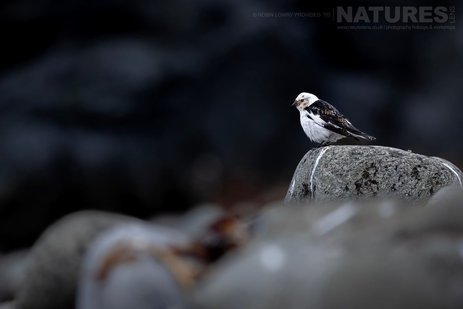 Photograph The Puffins Of Grimsey Island With Natureslens In 2025 22