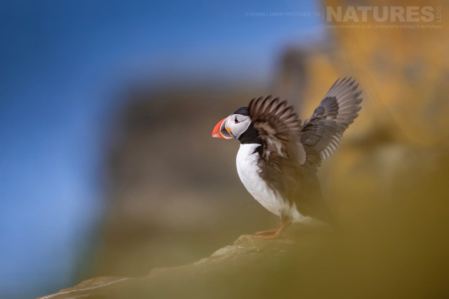 Photograph The Puffins Of Grimsey Island With Natureslens In 2025 23
