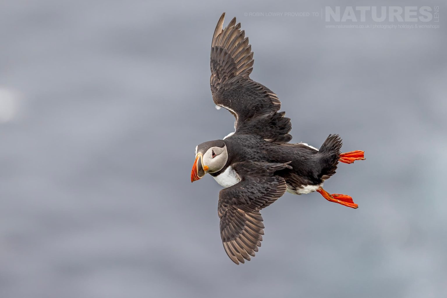 Photograph The Puffins Of Grimsey Island With Natureslens In 2025 24