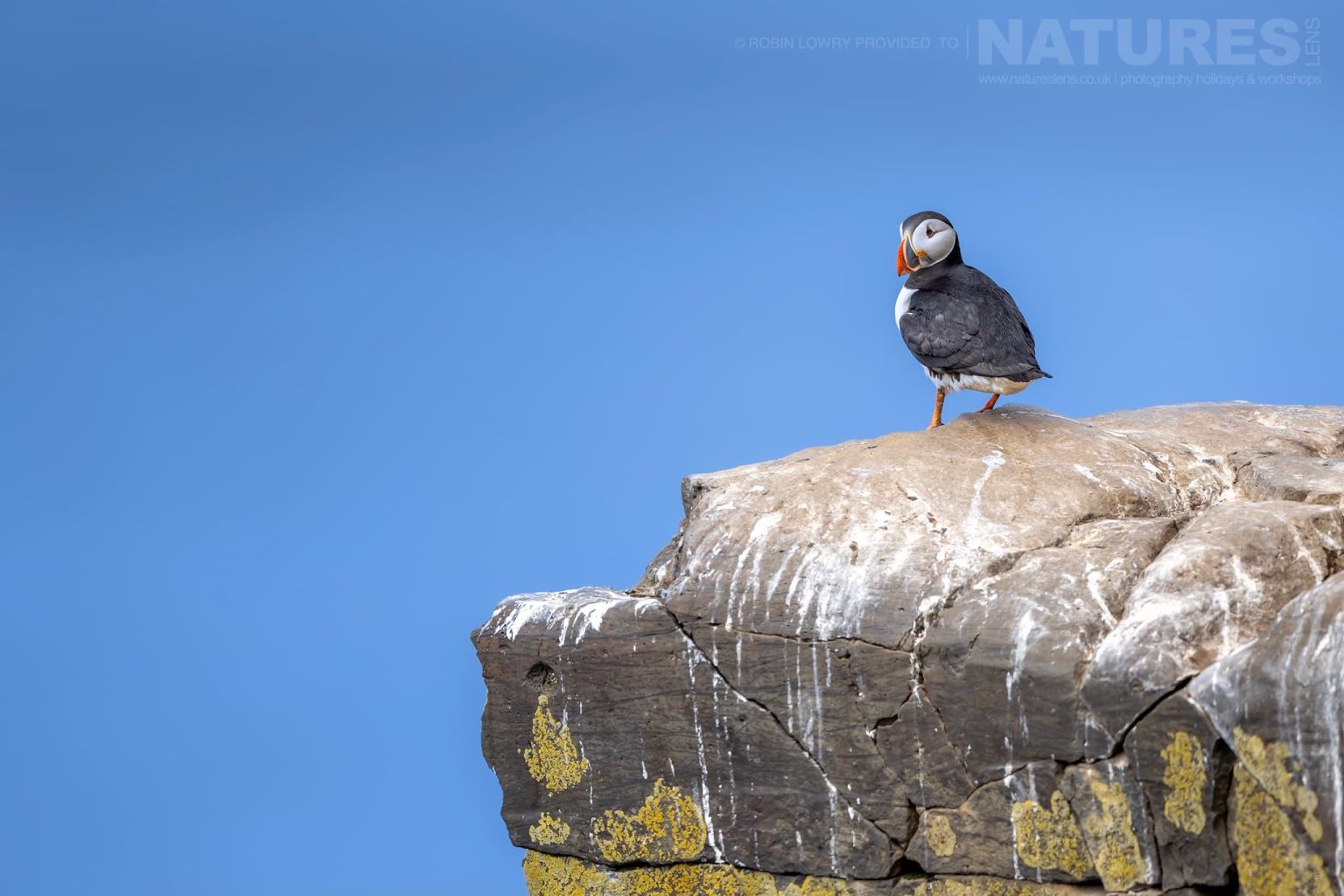 Photograph The Puffins Of Grimsey Island With Natureslens In 2025 25