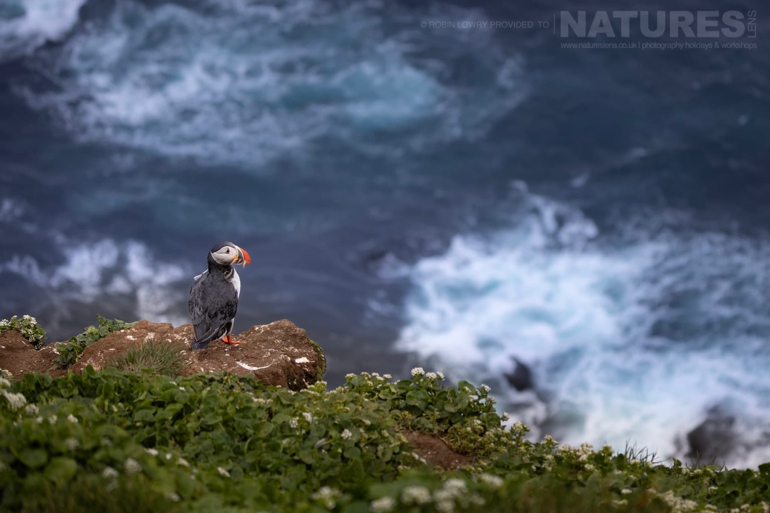 Photograph The Puffins Of Grimsey Island With Natureslens In 2025 27