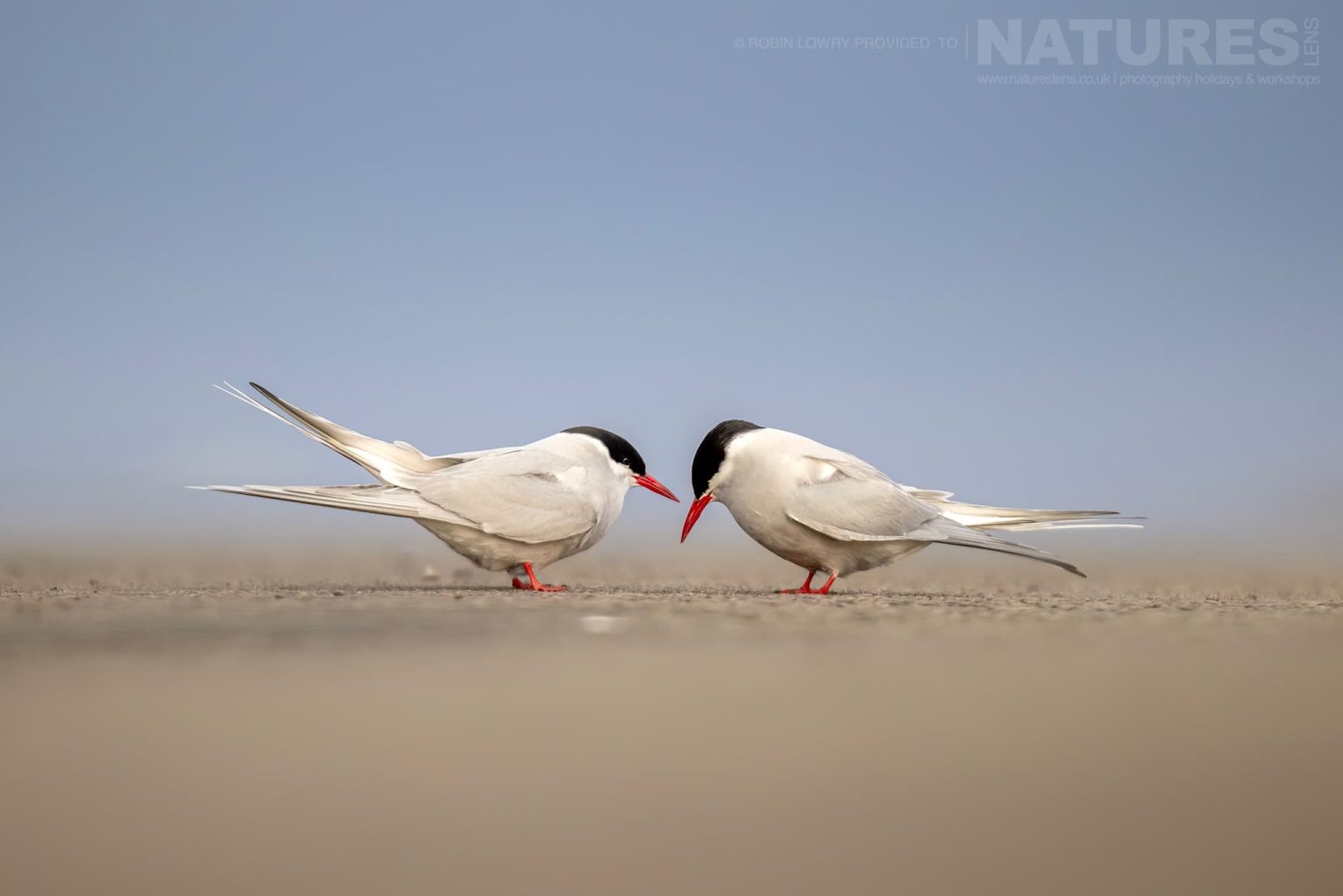 Photograph The Puffins Of Grimsey Island With Natureslens In 2025 28