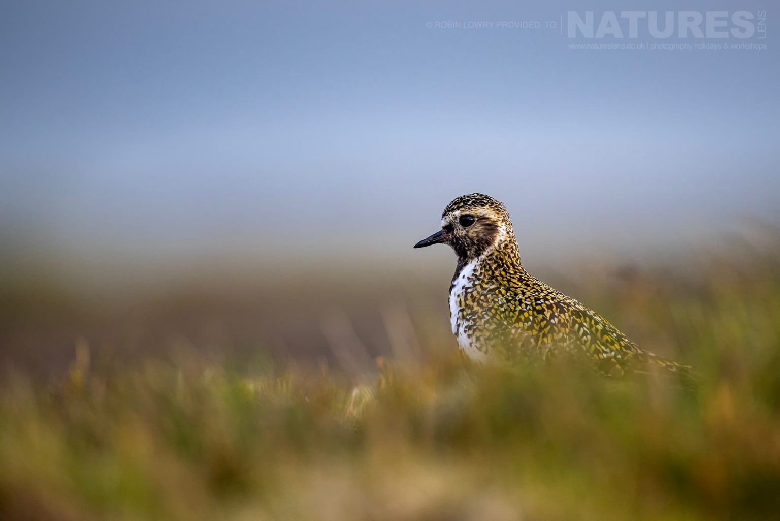 Photograph The Puffins Of Grimsey Island With Natureslens In 2025 29