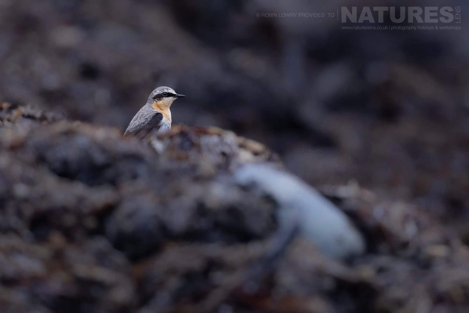 Photograph The Puffins Of Grimsey Island With Natureslens In 2025 30