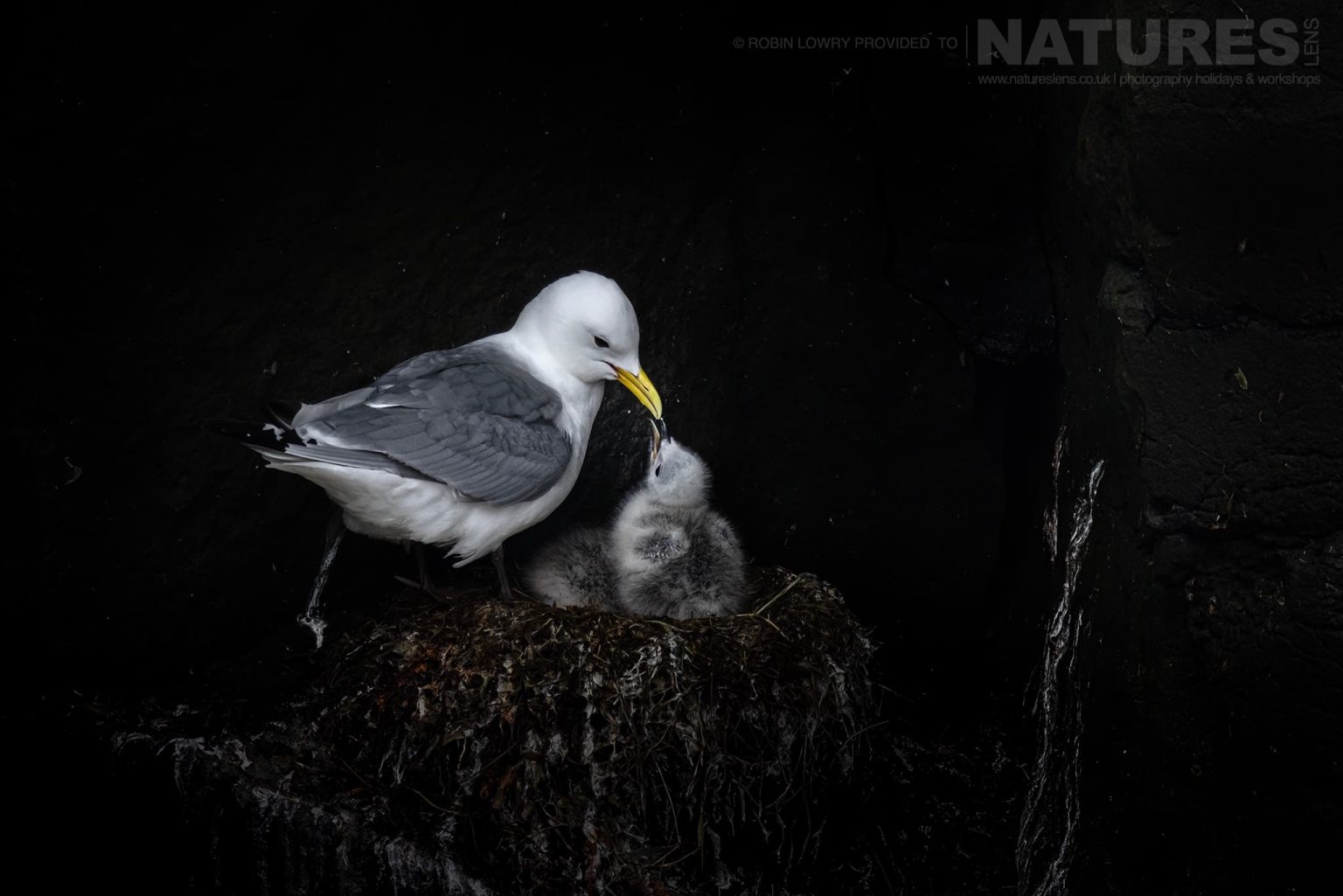 Photograph The Puffins Of Grimsey Island With Natureslens In 2025 31
