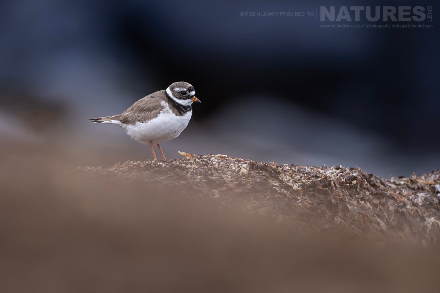 Photograph The Puffins Of Grimsey Island With Natureslens In 2025 32