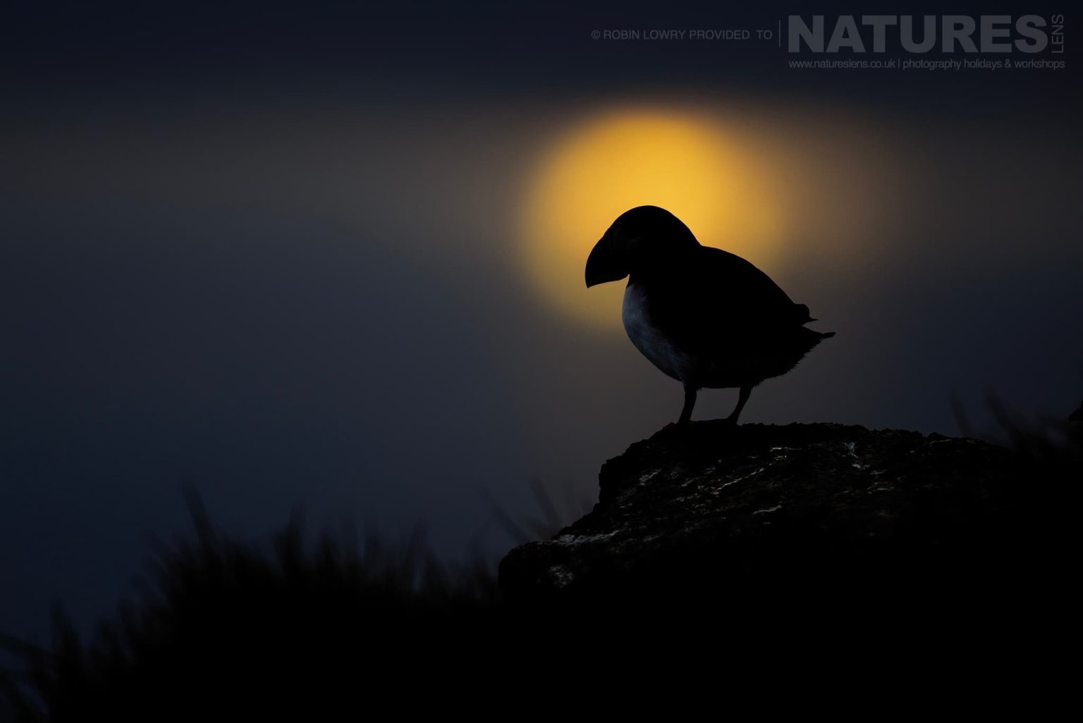 Photograph The Puffins Of Grimsey Island With Natureslens In 2025 33