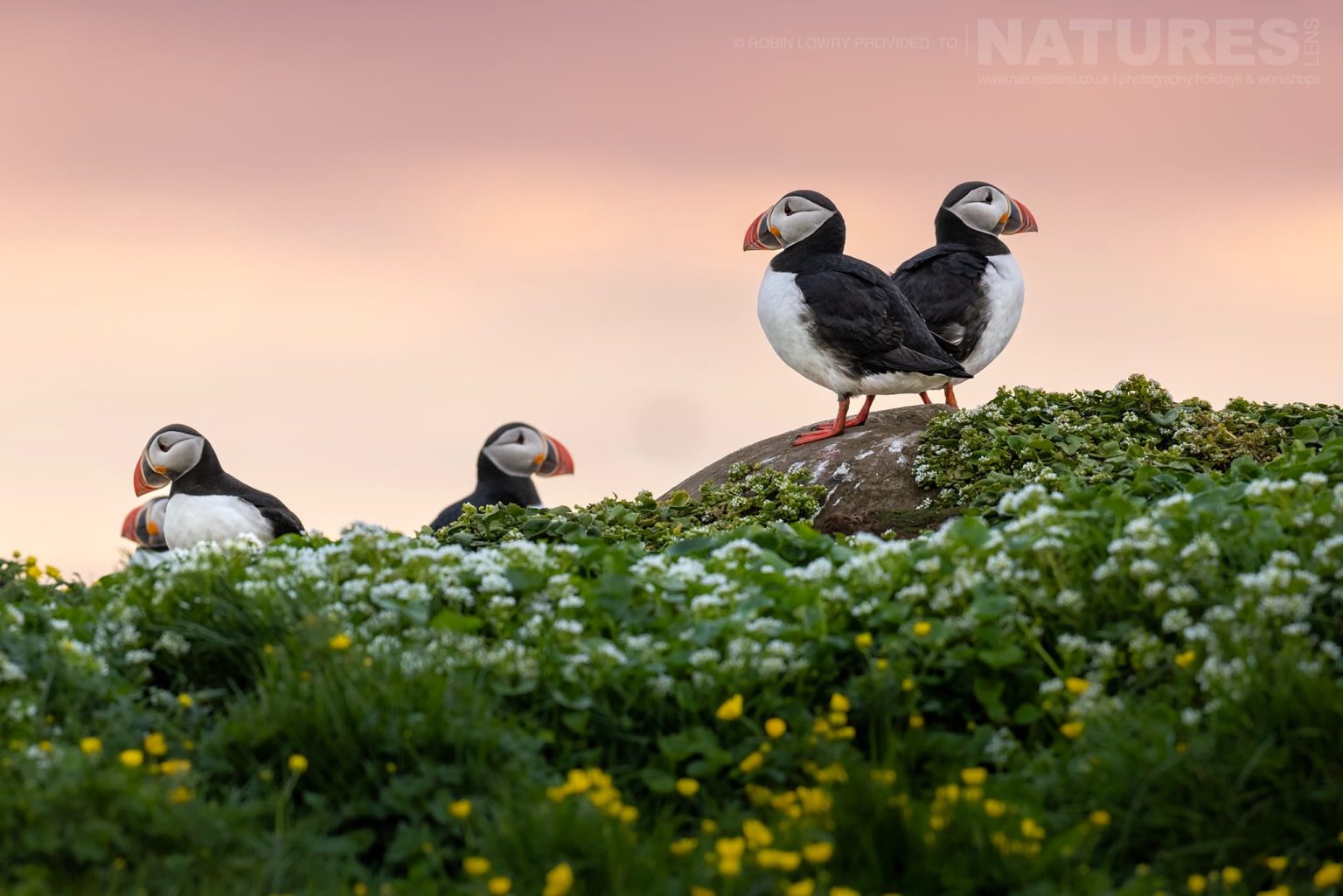 A Group Of Atlantic Puffins On One Of The Headlands Of Grímsey Island