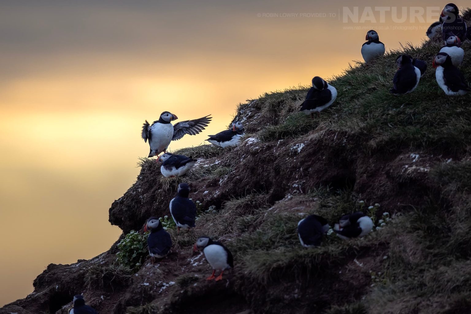 Photograph The Puffins Of Grimsey Island With Natureslens In 2025 35