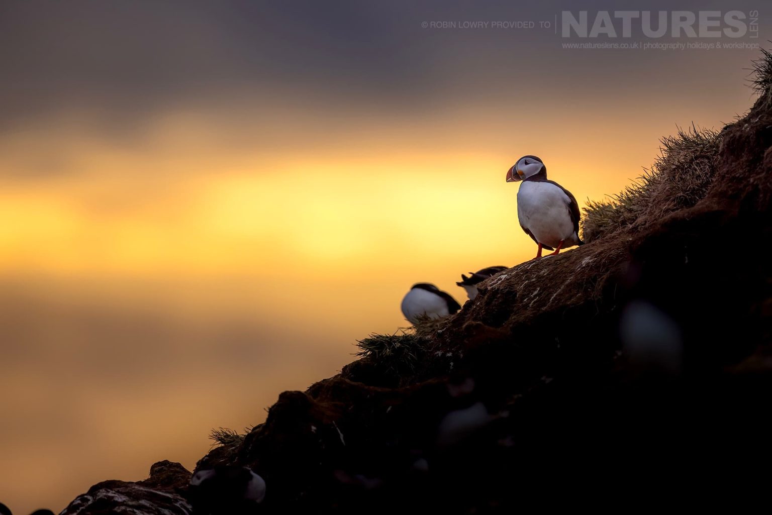 Photograph The Puffins Of Grimsey Island With Natureslens In 2025 36