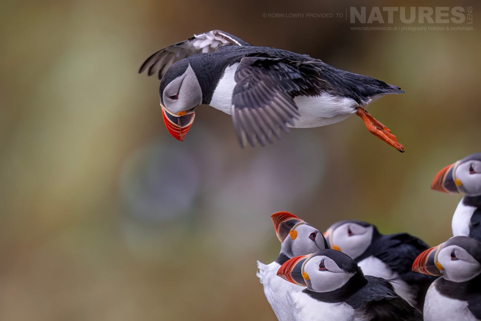 Photograph The Puffins Of Grimsey Island With Natureslens In 2025 37