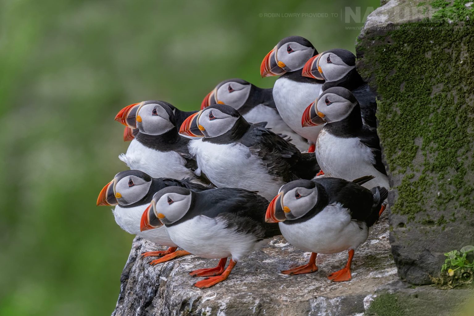 Photograph The Puffins Of Grimsey Island With Natureslens In 2025 38