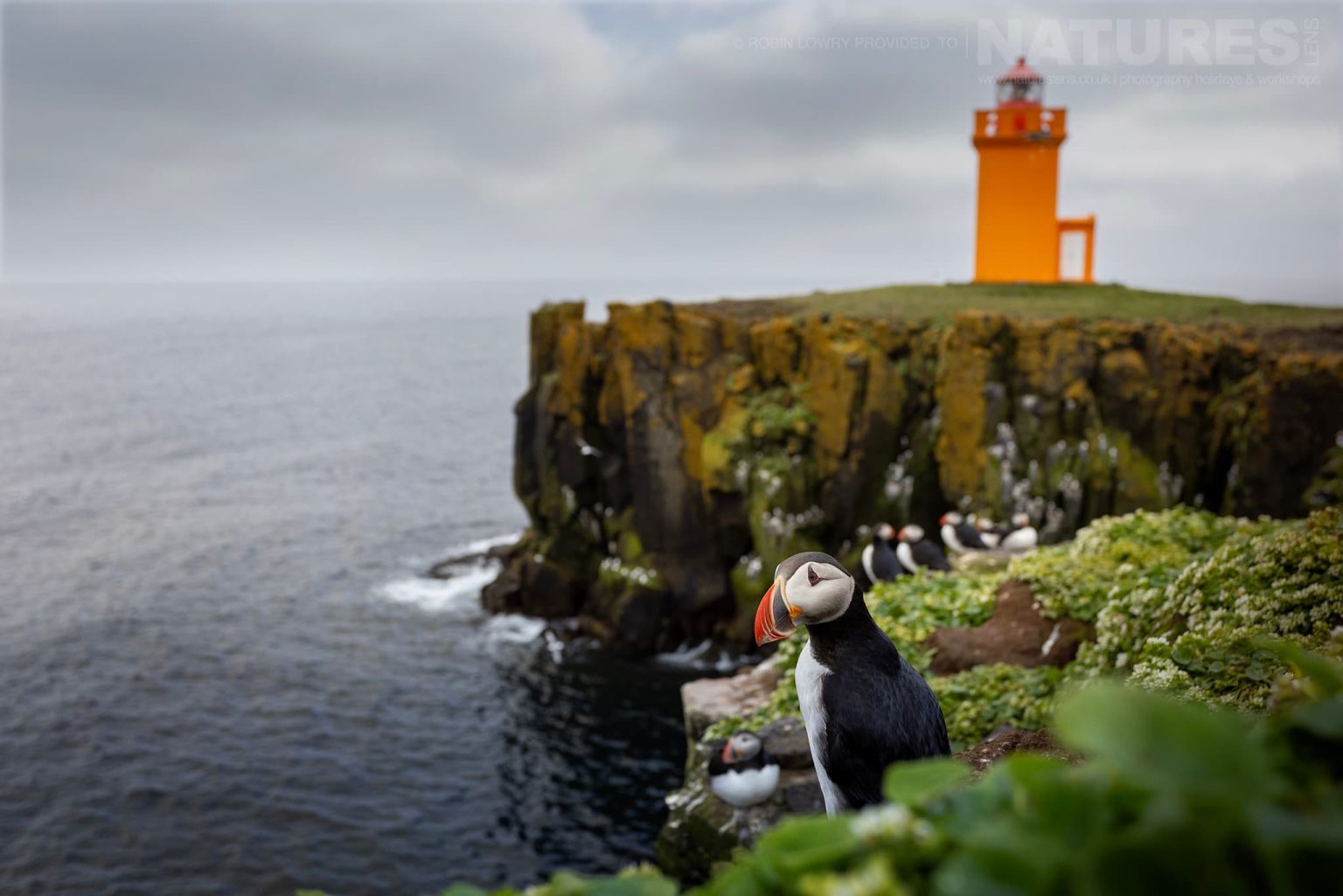 Photograph The Puffins Of Grimsey Island With Natureslens In 2025 39