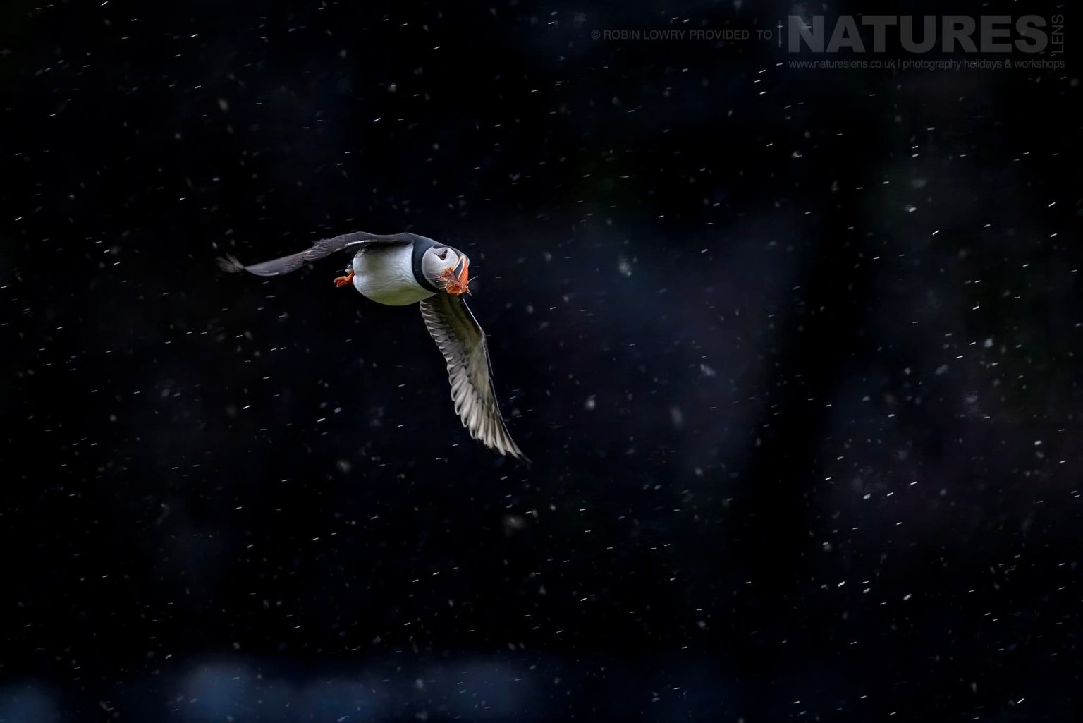 A Puffin in flights against the black cliffs of Grímsey Island