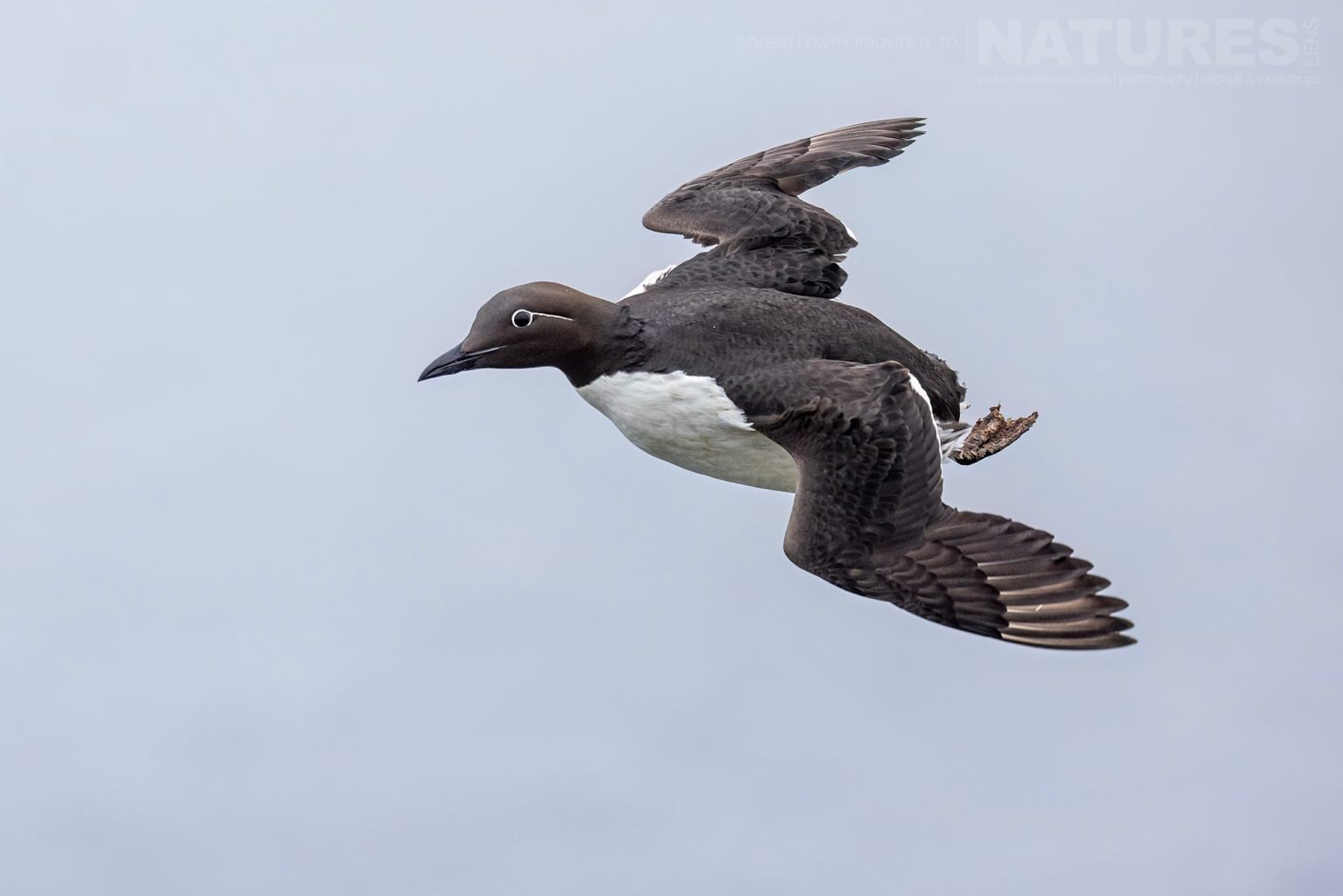 Photograph The Puffins Of Grimsey Island With Natureslens In 2025 41