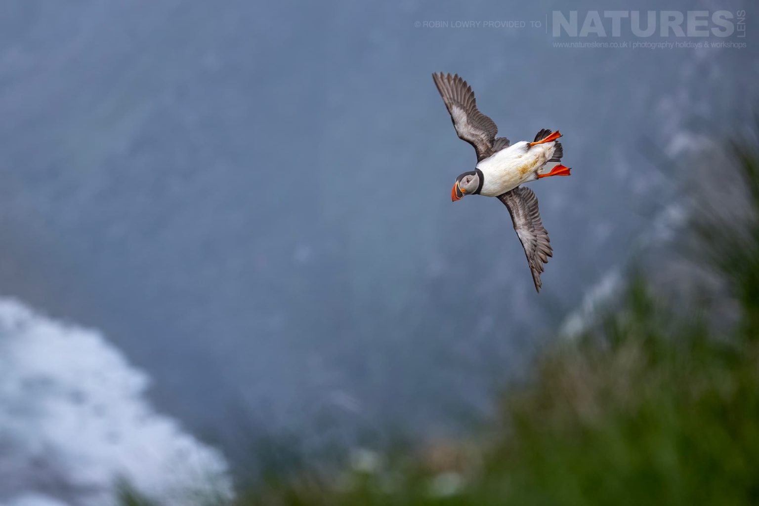 Photograph The Puffins Of Grimsey Island With Natureslens In 2025 42