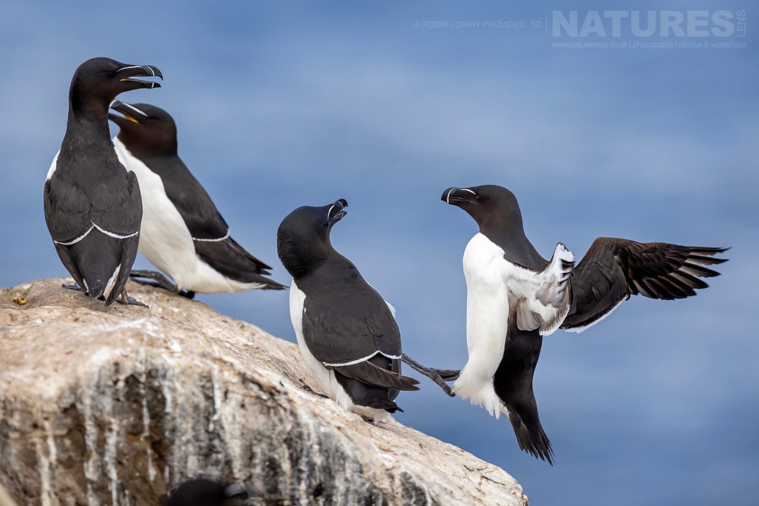 Photograph The Puffins Of Grimsey Island With Natureslens In 2025 43