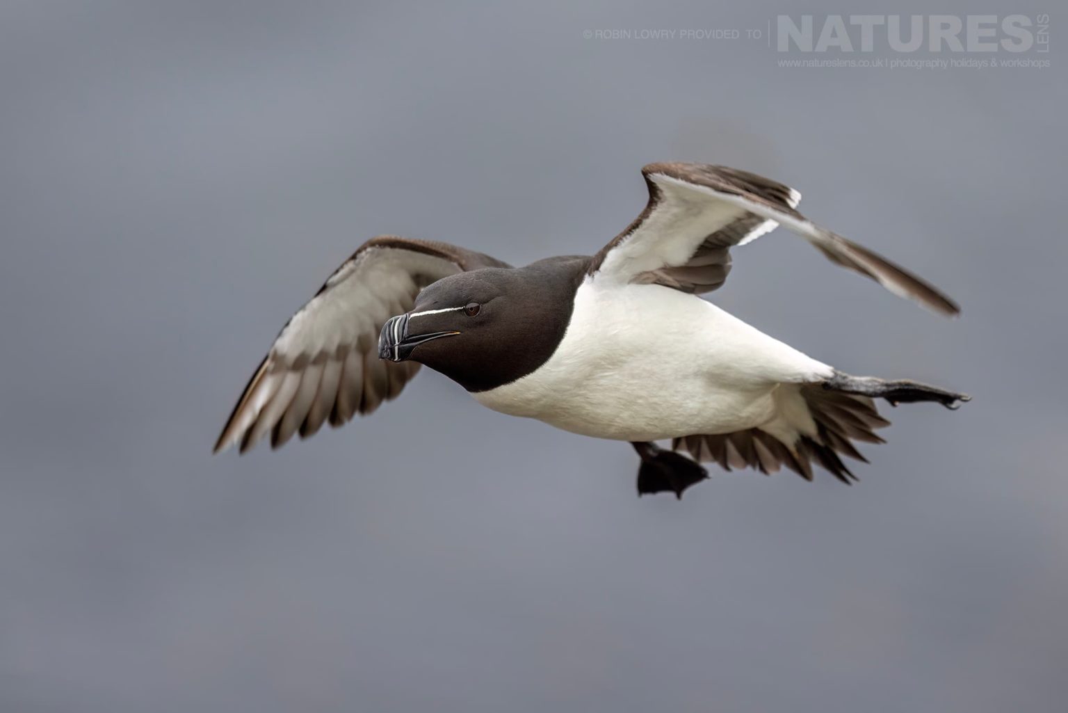 Photograph The Puffins Of Grimsey Island With Natureslens In 2025 44