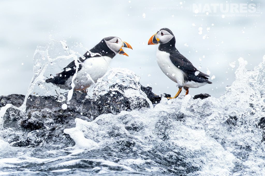 Two Atlantic Puffins Have A Squabble Whilst Waves Crash Around Them Photographed On Skomer Island By Robin Lowry Who Was Guiding For Natureslens Robin Lowry – Skomer Island – June 2024