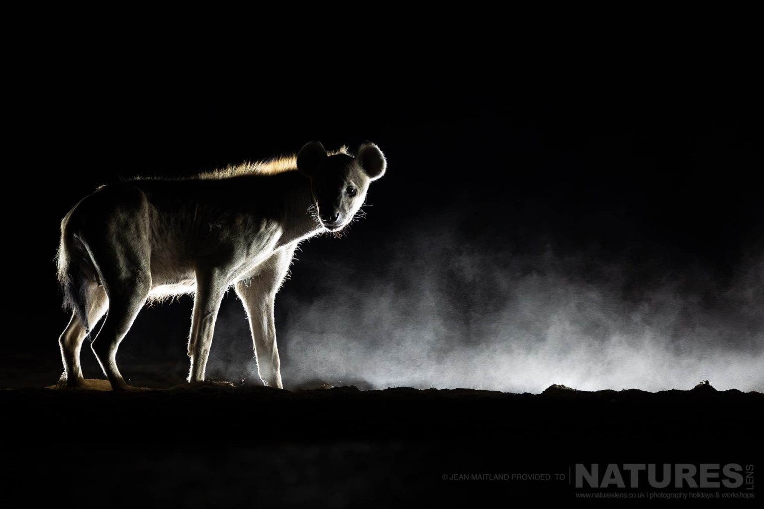 A Spotted Hyena in the Eerie Darkness With Dust Blowing Behind - photographed at Shompole Wilderness with NaturesLens
