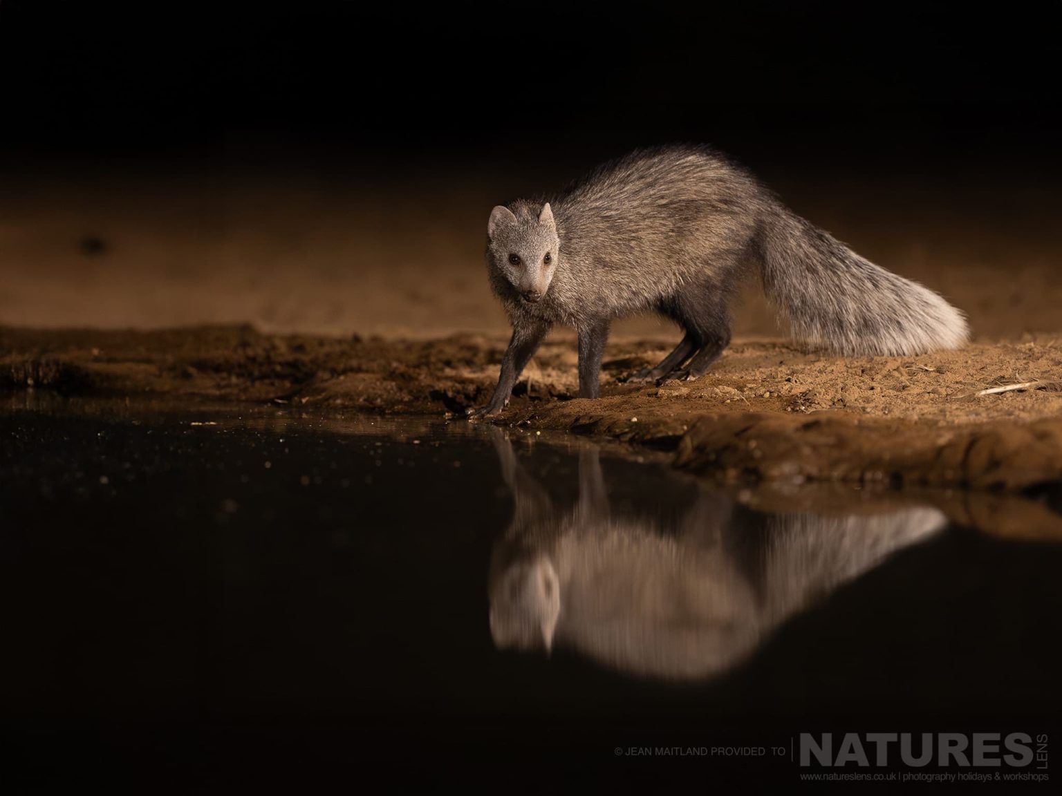 A White Tailed Mongoose at the Water Casting a Splendid Reflection - photographed at Shompole Wilderness with NaturesLens