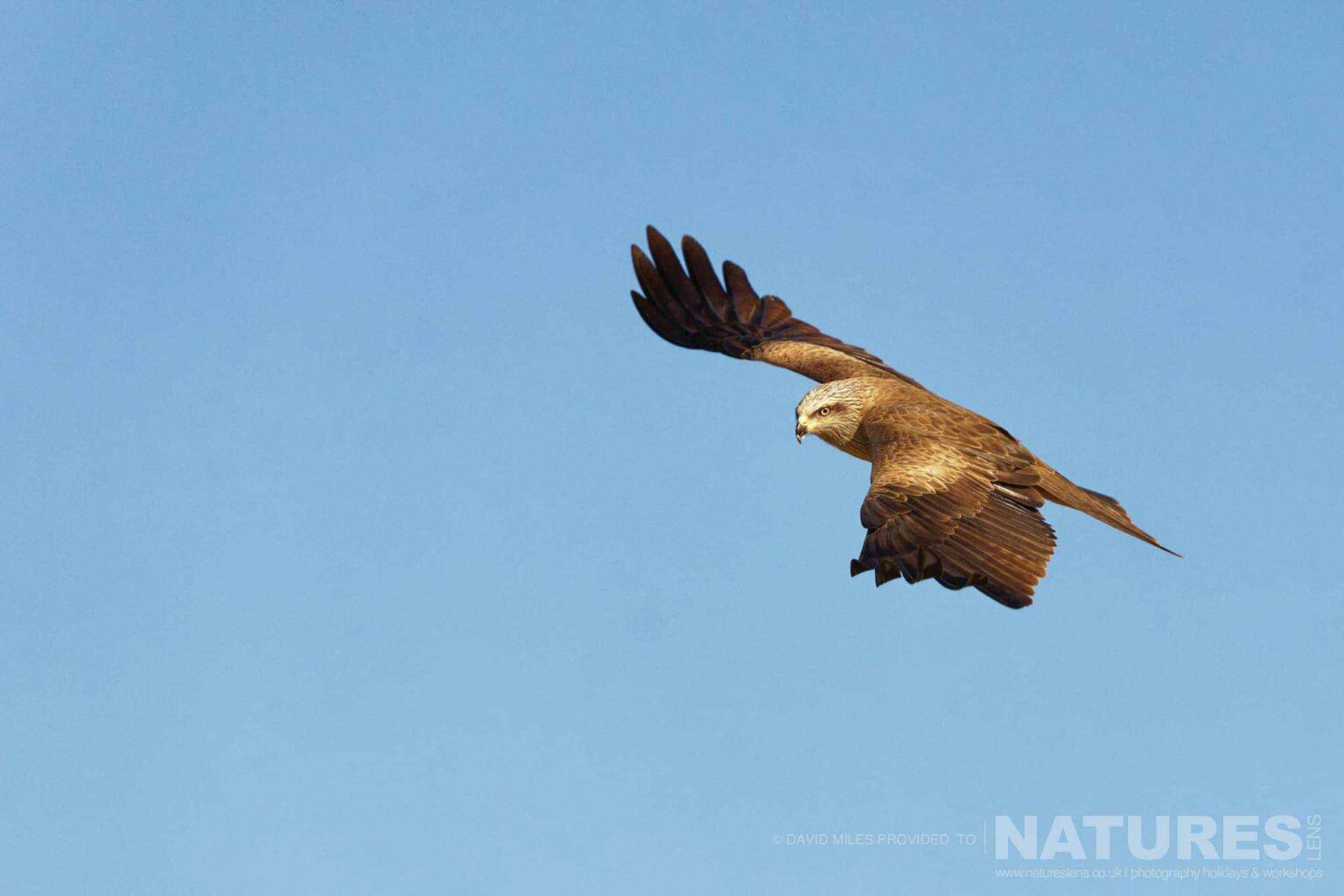 A Black Kite in flight - captured at one of the locations used for the Natureslens Eagles & Other Birdlife Of Northern Spain Photography Holiday