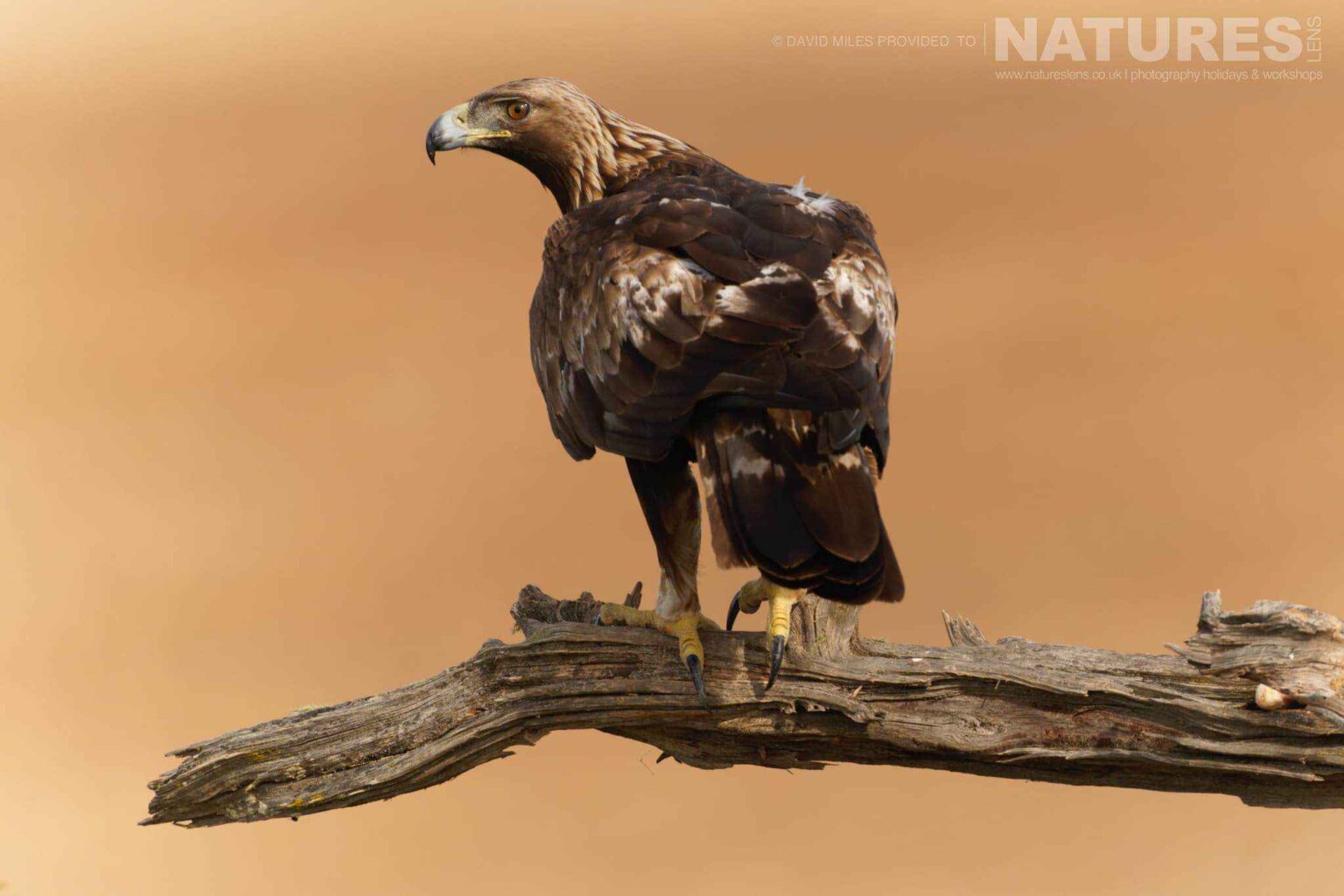 A Golden Eagle strikes a pose - captured at one of the locations used for the Natureslens Eagles & Other Birdlife Of Northern Spain Photography Holiday