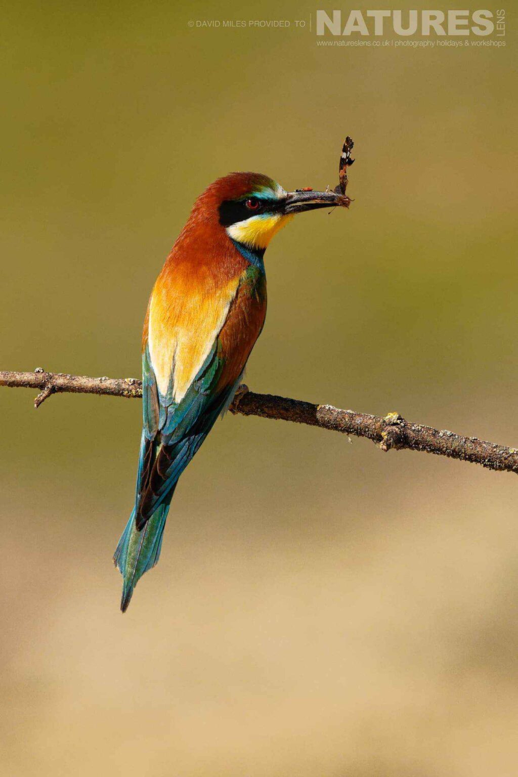 A bee eater with a captured butterfly - captured at one of the locations used for the Natureslens Eagles & Other Birdlife Of Northern Spain Photography Holiday