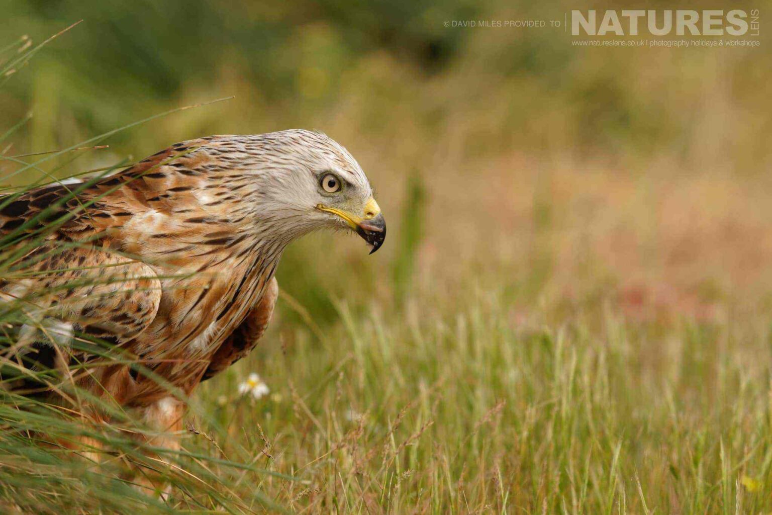 A kite amongst the meadow grass - captured at one of the locations used for the Natureslens Eagles & Other Birdlife Of Northern Spain Photography Holiday