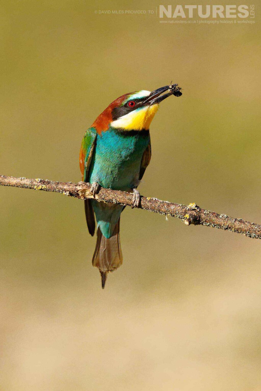 A perched Bee Eater - captured at one of the locations used for the Natureslens Eagles & Other Birdlife Of Northern Spain Photography Holiday