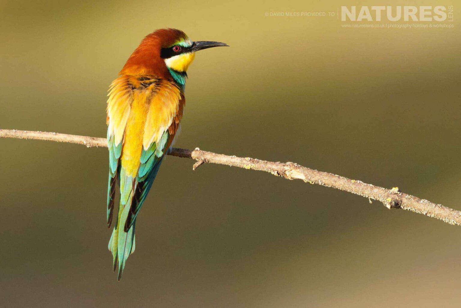 A perched Bee Eater - captured at one of the locations used for the Natureslens Eagles & Other Birdlife Of Northern Spain Photography Holiday