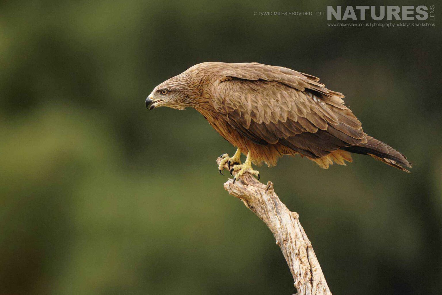 A perched black kite captured at one of the hide locations used for the Natureslens Eagles & Other Birdlife Of Northern Spain Photography Holiday