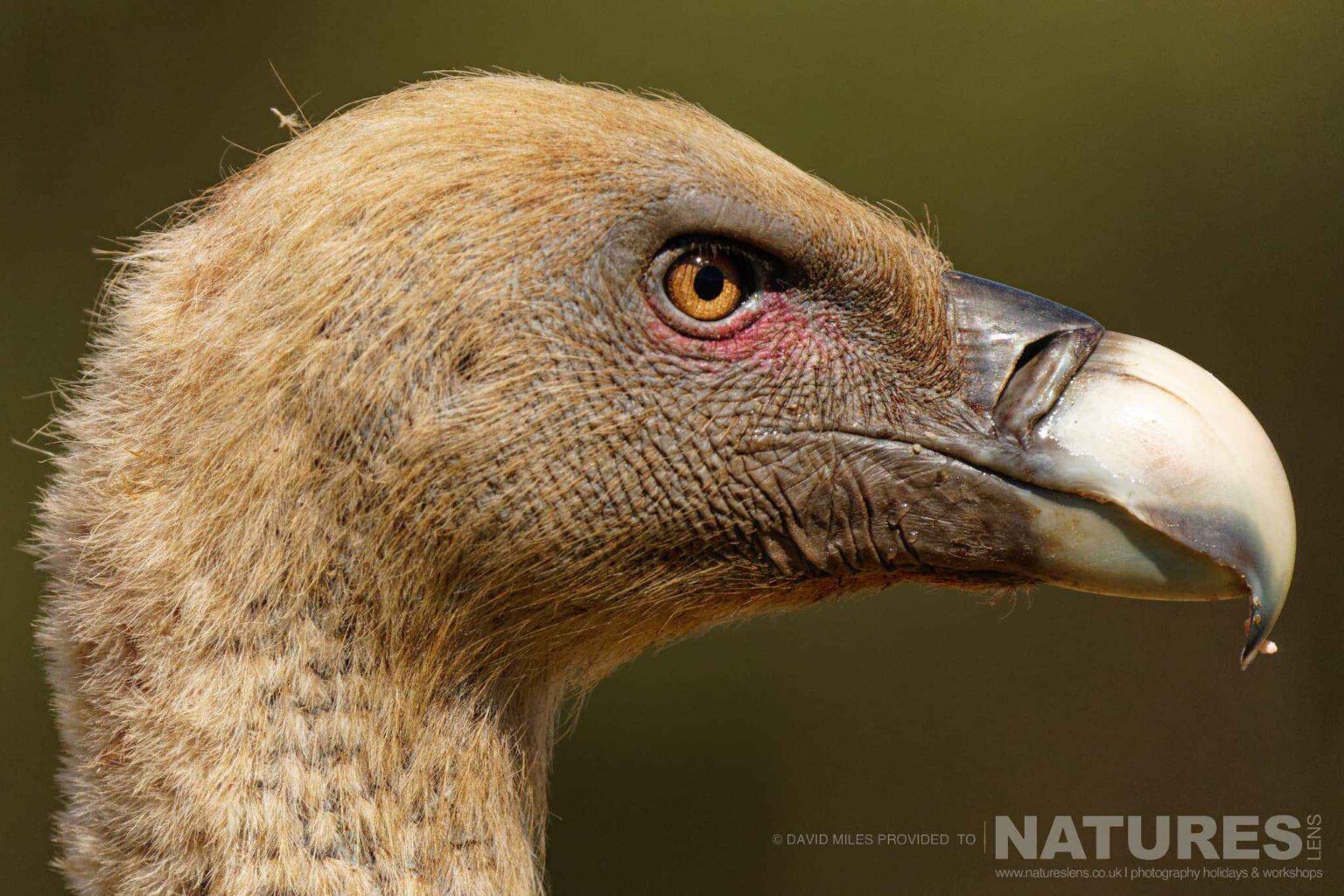 A portrait of a vulture - captured at one of the locations used for the Natureslens Eagles & Other Birdlife Of Northern Spain Photography Holiday