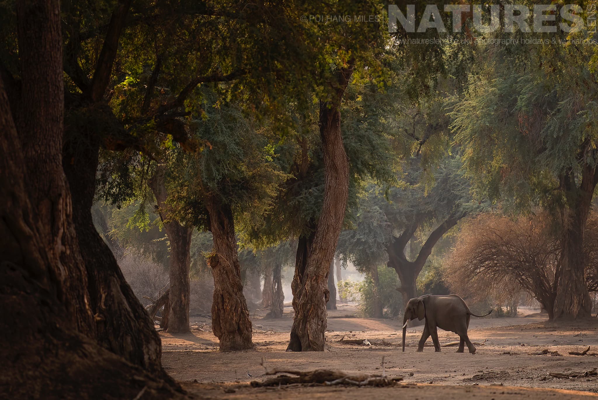 An Elephant Walking Amongst The Trees Photographed During The Natureslens Wildlife Of Mana Pools Photography Holiday