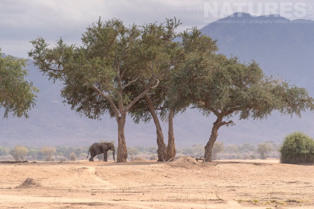 One Of The Massive Bull Elephants Under The Even Larger Trees Found In Mana Pools Photographed During The Natureslens Wildlife Of Mana Pools Photography Holiday